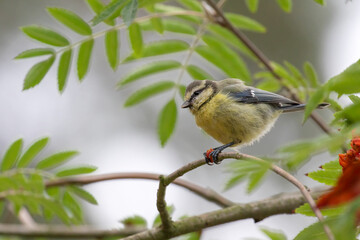 Blue Tit (Cyanistes caeruleus) perched on branch, the Netherlands