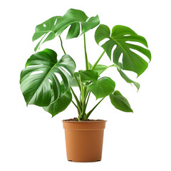 Obraz premium A Monstera deliciosa plant in a pot, isolated on a transparent background, perfect for nature, home decor, or botanical-themed designs.