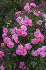 Shrub rose Rosario with flowers of purest light pink and dark contrasting stamens