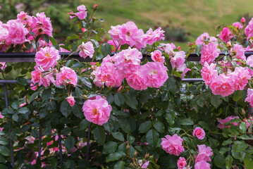 Shrub rose Rosario with flowers of purest light pink. Exquisite varieties of roses