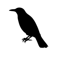 Fototapeta premium Elegant black bird silhouette on white background, minimalist design
