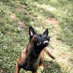 Alert belgian malinois in action