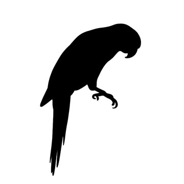 Elegant silhouette of a parakeet perched, avian beauty