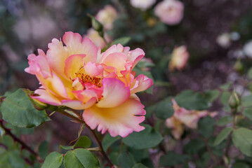 Climbing rose Parure d'or. Decorative schrub. Close up