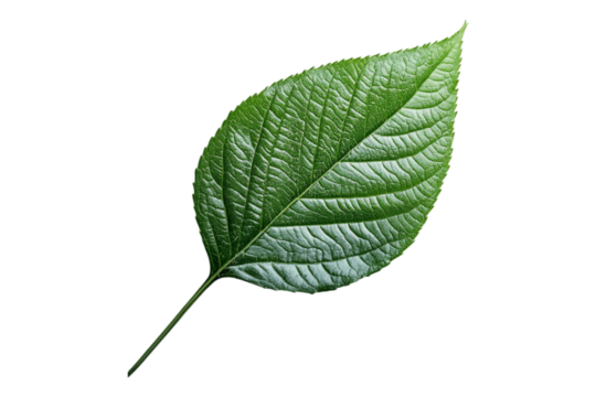 A wild green leaf, isolated on a transparent background, perfect for nature, botanical, or environmental-themed designs.