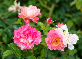 Fototapeta premium pink blooming rose plant in rural areas