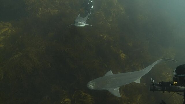 Monaco Requins 7 branchies tape plongeur sur tete ******