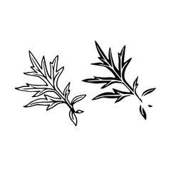 Linear sketch, stamp, silhouette of leaves. Simple botanical elements. Vector graphics.