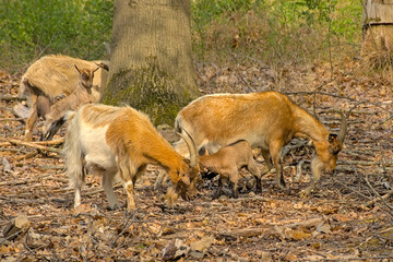 Group of brown domestic goats with lambs in a forest in Turnhoutse Venen nature reserve, Turnhout, Flanders, Belgium - Capra aegagrus hircus 