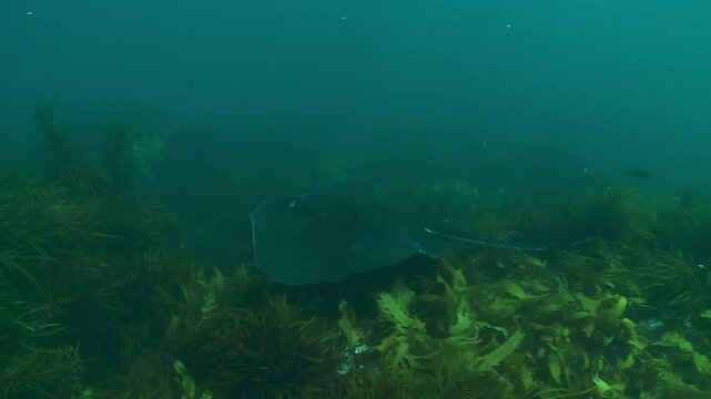 A stingray (Dasyatis pastinaca) glides gently just above a bed of golden kelp, creating a serene underwater scene. Check my portfolio for more stingray footage.