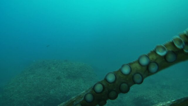 An octopus (Octopus vulgaris) extends its tentacle toward the camera, gripping it with its suction cups as if mimicking an attack on a diver, creating an intense and dramatic close-up. 
