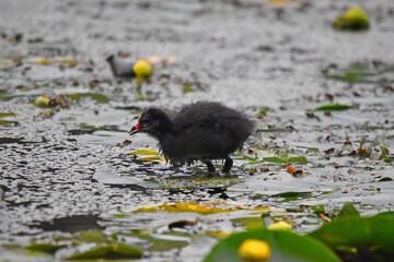 A young water hen by the pond