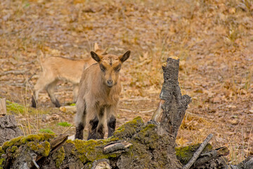 Brown baby domestic goats in a forest in Turnhoutse Vennen nature reserve, Turnhout, Flanders, Belgium - Capra aegagrus hircus 