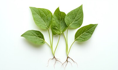 Obraz premium Three young plants with vibrant green leaves and roots