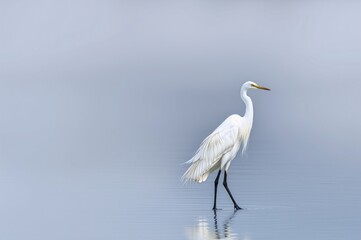 Obraz premium Elegant Great Egret Walking Gracefully in Serene Waters at Dusk