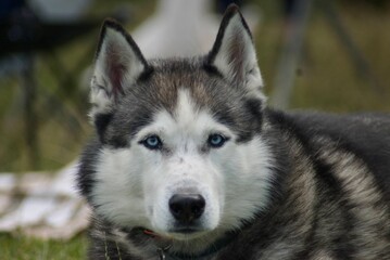 Husky with blue eyes.