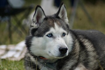Husky with blue eyes.