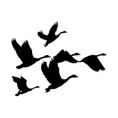 Birds in flights Silhouette