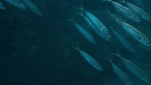 Entering a school of mackerels (Scomber sp.), capturing close-up shots of the fish in motion. Check my portfolio for more mackerel footage.
