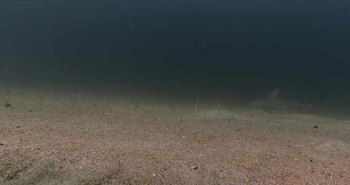 A ground-level shot of garden eels (Heteroconger sp.) swaying in the sand, with a bull shark (Carcharhinus leucas) swimming in the background. Check my portfolio for more footage.
