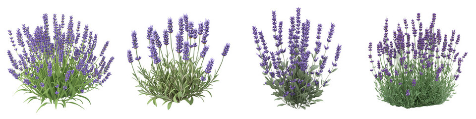 Fototapeta premium set of lavender plant , on a transparent background 
