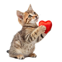 Fototapeta premium tabby cat holding little red heart on transparent background