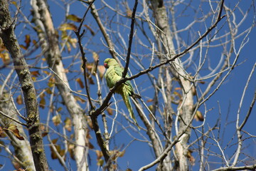 Rose-ringed parakeet bird (Psittacula krameri 