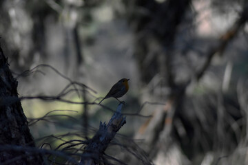 European robin bird (Erithacus rubecula 