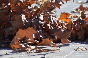 Leaves moving due to wind