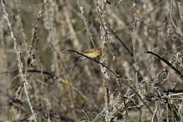 Common chiffchaff bird (Phylloscopus collybita )