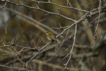 Common chiffchaff bird (Phylloscopus collybita )