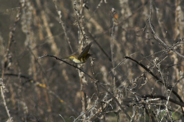 Common chiffchaff bird (Phylloscopus collybita )
