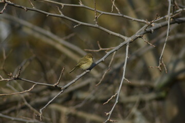 Common chiffchaff bird (Phylloscopus collybita )