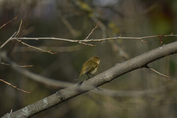 Common chiffchaff bird (Phylloscopus collybita )