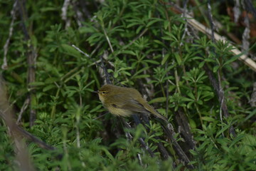 Common chiffchaff bird (Phylloscopus collybita )