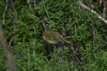 Common chiffchaff bird (Phylloscopus collybita )