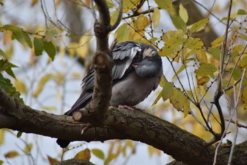 Nice dove perched on a tree branch