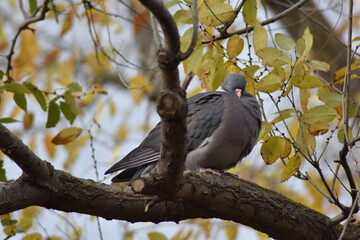 Nice dove perched on a tree branch