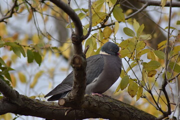 Nice dove perched on a tree branch
