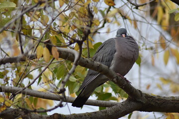 Nice dove perched on a tree branch