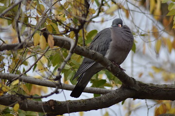 Nice dove perched on a tree branch