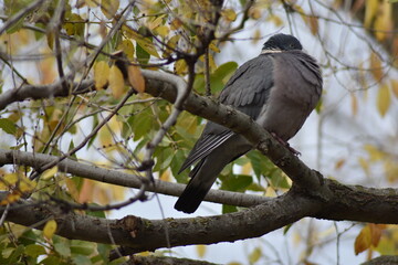 Nice dove perched on a tree branch