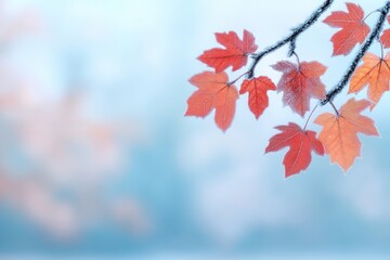 Fototapeta premium Vibrant red maple leaves dusted with frost against a soft blue background, creating a serene autumn scene.