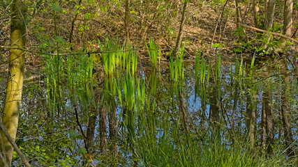 Sunny green reed in a fen in Turnhoutse Vennen nature reserve, Turnhout, Flanders, Belgium 