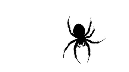 Obraz premium A spider hangs upside down from a silk thread, delicately moving along its web, Animal Vector Graphic