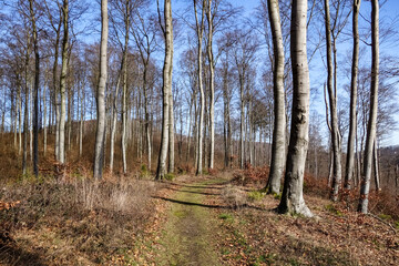 Obraz premium Waldweg im Winter ohne Schnee