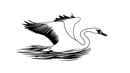 Obraz premium Trumpeter swan taking flight from water surface, Animal Digital Art