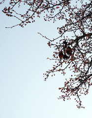 A serene view of crab apple thin tree branches adorned with small reddish berries, set against a pale blue sky. The sparse, dried leaves on the branches add a touch of seasonal change.