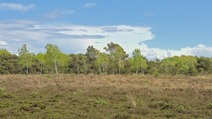 Naklejka premium Heat with fresh green spring trees in Turnhoutse Vennen nature reserve, Turnhout, Flanders, Belgium. high angle view 