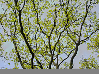  Curly dark branches of an oak tree with fresh green spring leaves. quercus 